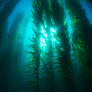 How farming giant seaweed can feed fish and fix the climate