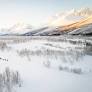 From the archive: ‘The treeline is out of control’: how the climate crisis is turning the Arctic green – podcast