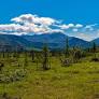 The Boreal Forests Have a Warning for Us
