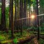 Five of the best books about trees