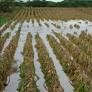 Cocarico informa que se reportaron 33 mil hectáreas de cultivo afectadas por las lluvias