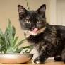 How Can I Feed My Pet Sustainably?