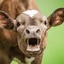 Cow Calf Corner Mark Johnson: Robust Beef Cattle Commerce