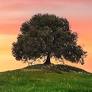 Michael Lee Bullard Obituary August 29, 2025
