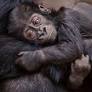 Hunting pushes gorillas close to extinction