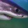 Where were sharks spotted off Cape Cod since July 14?