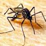 Fiji government providing regular dengue updates