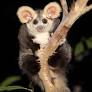 'Nature can't wait': Plibersek taken to court over threatened species