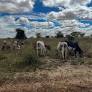 Cattle raiders give up guns in ongoing fight for peace in northern Uganda