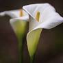 Sandra Torres-Maltese Obituary - PA