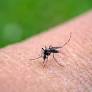Chikungunya Outbreak Spreads From Indian Ocean Islands, Posing Global Risk