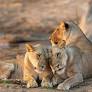 How Sir David Attenborough Is Vital to Bringing Animal Series ‘Kingdom’ to Life