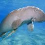 The influencer racing to save Thailand’s most endangered sea mammal