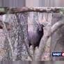 DNR Discusses Sika Deer in Dorchester