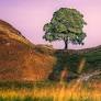 Your stunning photographs of Sycamore Gap before the Northumberland landmark 'felled'