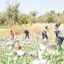“Only for Show”: Farmers Accuse Authorities of Staged Opium Destruction in Shan State