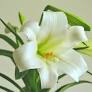 Celebration Of Life For John Campbell At Williams Dingmann Family Funeral Home