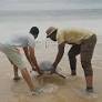 Nigerian conservationists battle to save endangered sea turtles