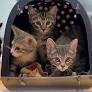 Quinty Trustfull, Miryanna van Reeden en Jort Kelder over hun katten