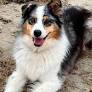 Jane Clifton: How a dog’s Dublin to Auckland trip ended up costing an eye-watering five figure sum