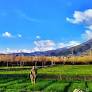 Pakistan farmers union rejects Punjab government Rs 15B wheat support package