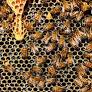 In the Swarm: The Liturgy and Liquid Identity