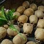 France to Open Archive for Period Covering Rwandan Genocide