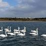 Wintering swans arrive at nature reserve in Rongcheng, China's Shandong