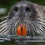 Vast invasive rodents face death by bow and arrow