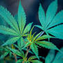 Serbian police seizes five tons of cannabis, assault rifles