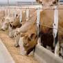 Government warns legal threats may derail foot-and-mouth disease response