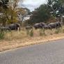 Drought-stricken Zimbabwe proposes culling elephants to address food shortages