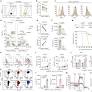 FOXO1 is a master regulator of memory programming in CAR T cells