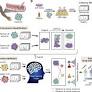 The application of Raman spectroscopy for the diagnosis and monitoring of lung tumors