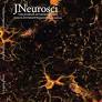 A Cross Talk between Neuronal Urokinase-type Plasminogen Activator (uPA) and Astrocytic uPA Receptor (uPAR) Promotes Astrocytic Activation and Synaptic Recovery in the Ischemic Brain