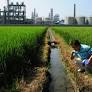 Almost One-Fifth of China’s Arable Land is Polluted