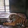 Tiger Slaughter in China Should Bring 'Severe' Punishment: IFAW