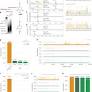 Ultrafast bisulfite sequencing detection of 5-methylcytosine in DNA and RNA