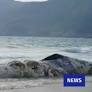 Severely decomposed 11-metre whale carcass to be removed from Sai Kung beauty spot on Friday
