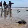 Mumbai beach goes from dump to turtle hatchery in two years