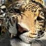Founder of Lions, Tigers and Bears urges public to oppose 'Protecting Local Zoos Act'