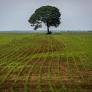 More than 70 organisations sign manifesto in defence of Brazil’s Amazon Soy Moratorium