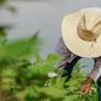 Migrant Workers’ Vital Role in Agriculture: A Conversation with Alejandro Gutiérrez-Li
