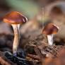 New wave of psychedelic research yielding exciting results for mental health