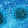Bioengineered bacteria could lead to therapeutic antibody drugs