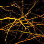 Hitting the target: Imaging reveals psilocybin’s neural odyssey