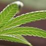 Reclassifying cannabis as a Schedule III drug only exacerbates a bad situation