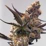 Opinion: Strong social equity programs improve cannabis regulations