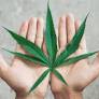 I’m Interning With NORML to Spark Change Beyond 4/20