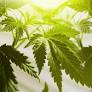 Join NORML in 2025 and Stand for Cannabis Freedom